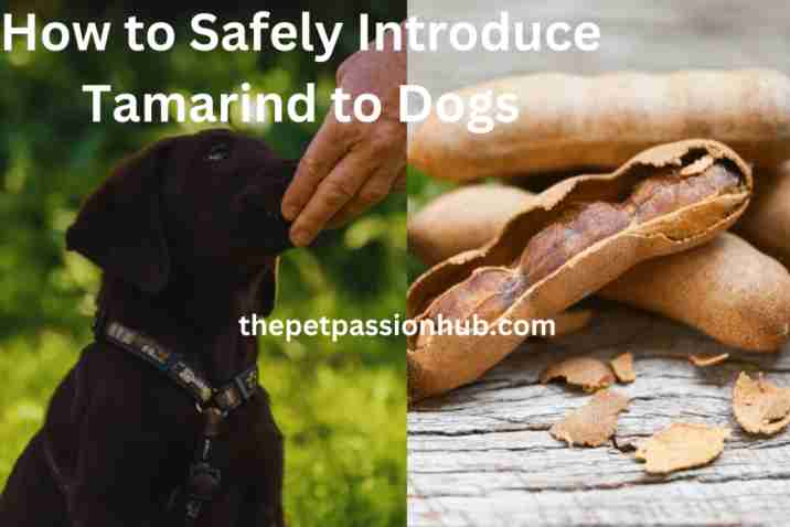 How-to-Safely-Introduce-Tamarind-to-Dogs. The Pet Passion Hub.