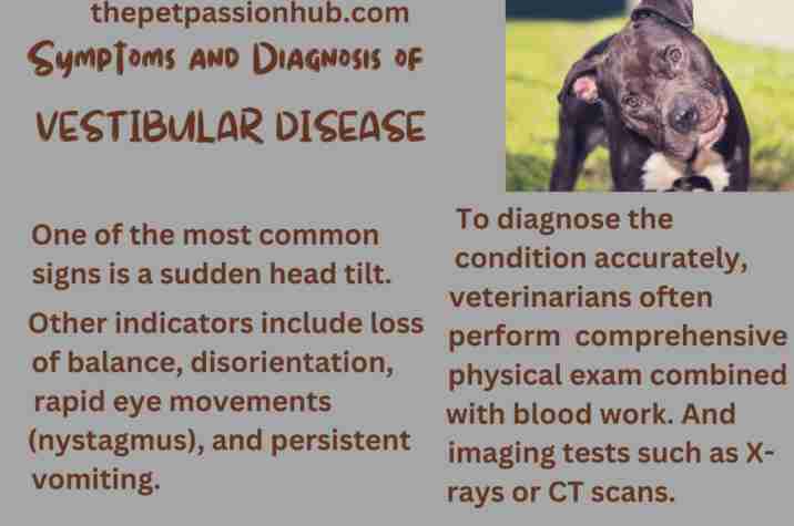 Symptoms-and-Diagnosis-of-VESTIBULAR-DISEASE-THe Pet Passion Hub.