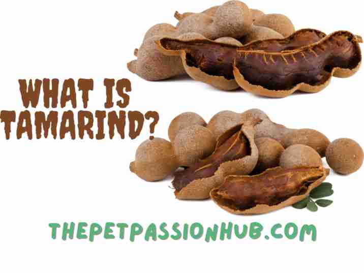 What is Tamarind. The Pet Passion Hub.