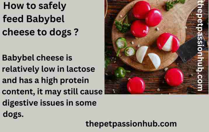 How to Safely feed Babybel cheese to dogs ? The pet passion Hub.