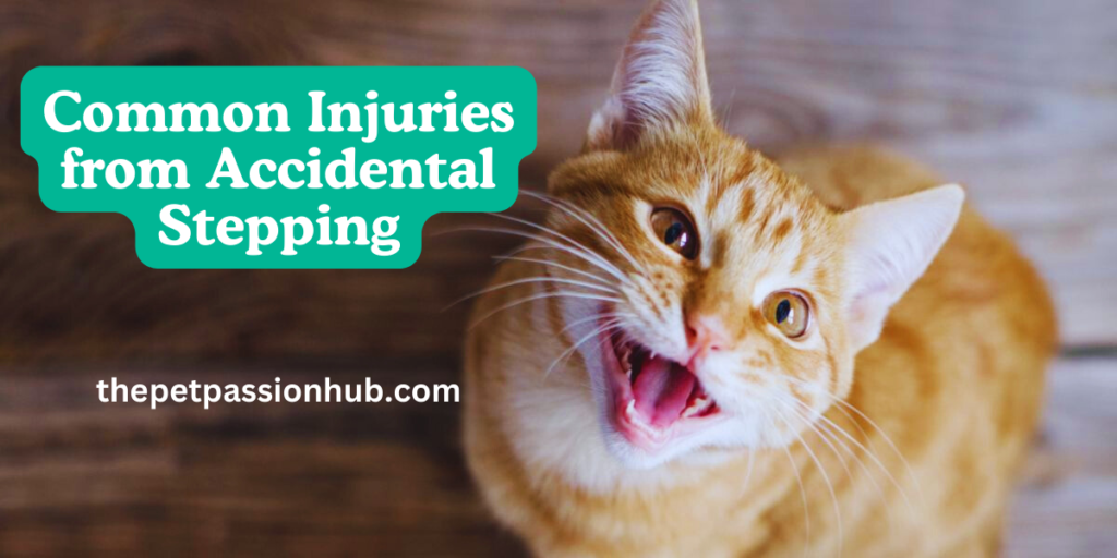 What Happens When You Accidentally Step on a Furry Friend?