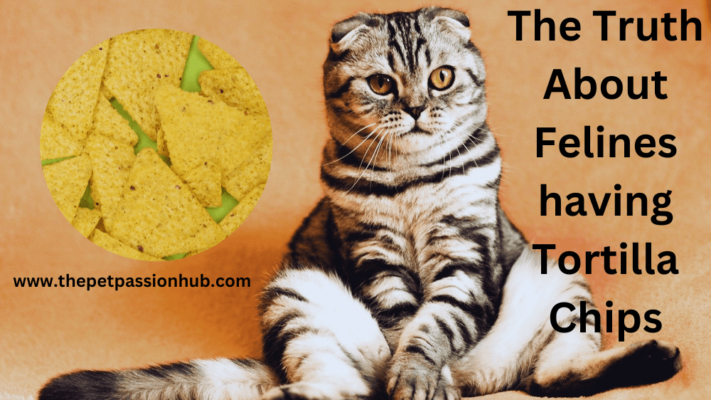 The Truth About Felines having Tortilla Chips